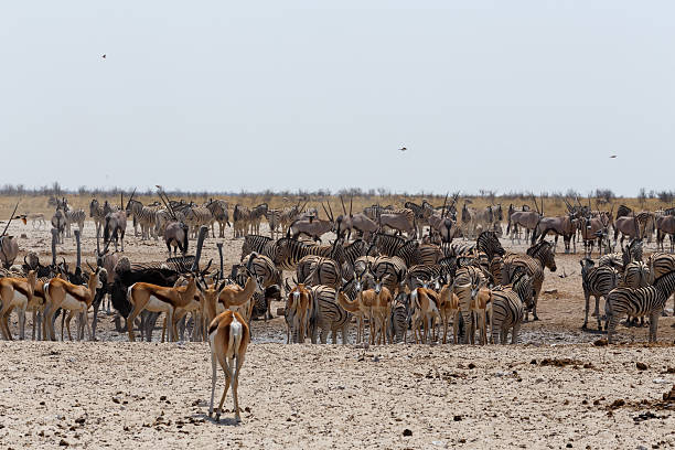 istock crowded waterhole with wild animals 501785102