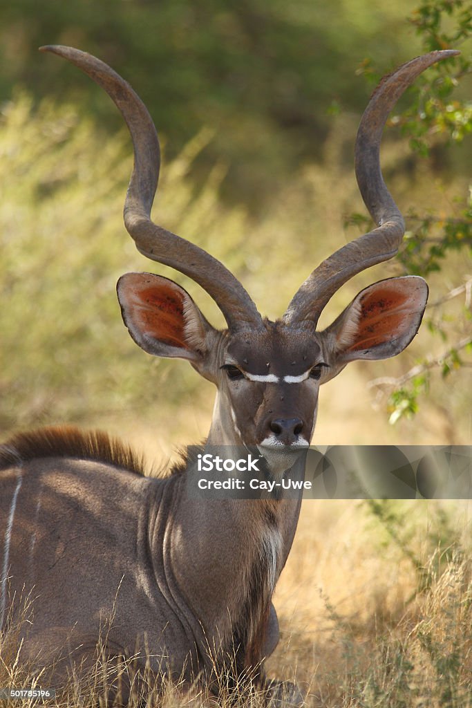 Male Kudu Antelope Portrait Kudu are majestic animals and this portrait shows a male with their big antlers. Kudu Stock Photo