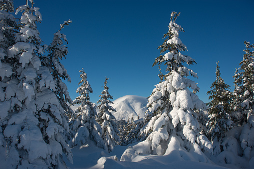 Cheerful winter day. Fir-trees covered with frost and snow in the foreground. Mount covered with snow and clouds in background.