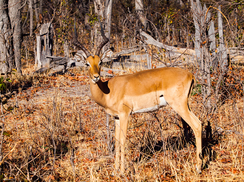 Young impala in Moremi Game Reserve, Okavango Delta, Botswana
