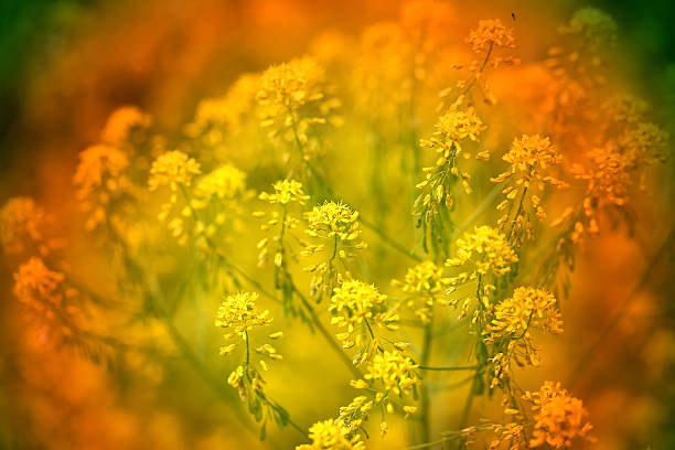 istock Beautiful yellow flowers 501787694