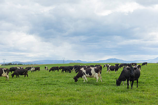 istock Cows grazing on a green meadow 501787832