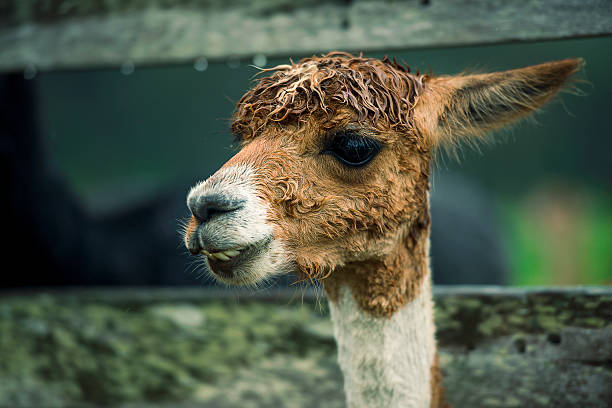 istock Alpaca by itself in a field 501787896