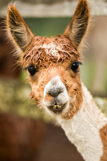 istock Alpaca by itself in a field 501787998