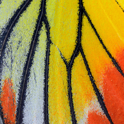 Closeup Painted Jezebel butterfly's wing.(Deilas hyparete)