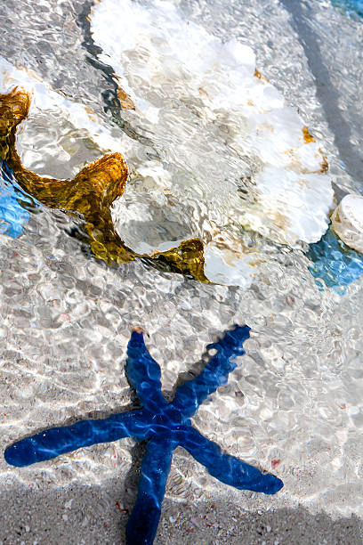 голубая морская звезда и pearl в прозрачной воде. - pearl shell starfish beach стоковые фото и изображения