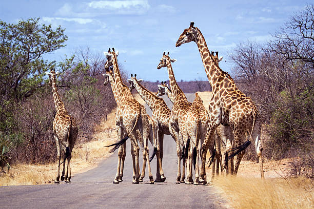 istock Giraffe in Kruger National park 501788816
