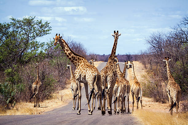 istock Giraffe in Kruger National park 501788928