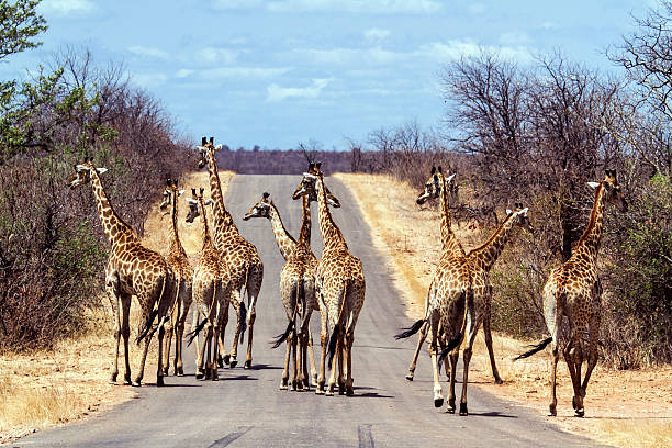 istock Giraffe in Kruger National park 501789248