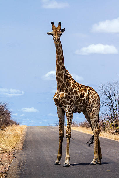 istock Giraffe in Kruger National park 501789574