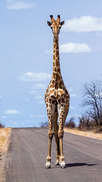 istock Giraffe in Kruger National park 501789624
