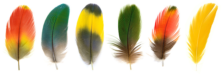 Beautiful bird feathers, Beautiful Macaw feathers.