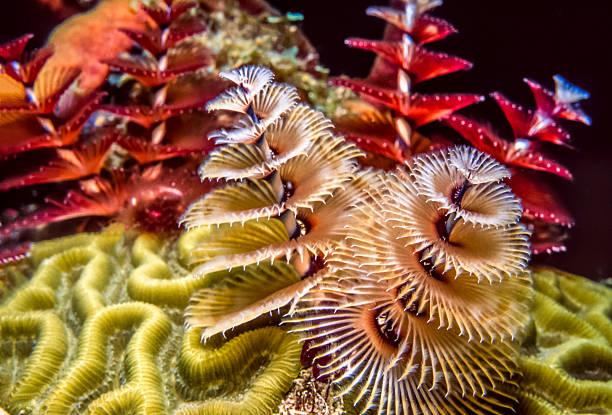 istock Spirobranchus giganteus, Christmas tree worms 501791054