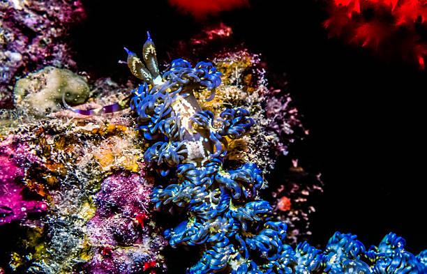 istock Blue Dragon Pteraeolidia ianthina nudibranch 501791152