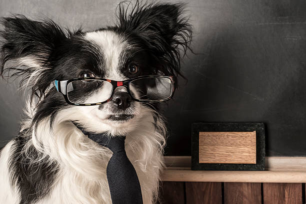 istock Dog as a school teacher with glasses and tie 501792156