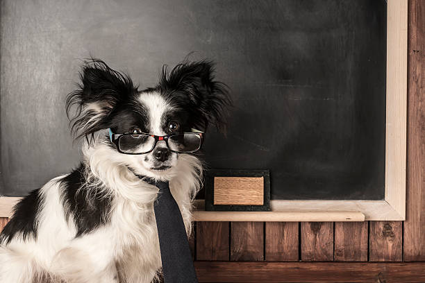 istock Dog as a school teacher 501792272