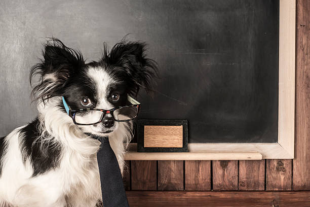 istock Dog as a school teacher with glasses and tie 501792458