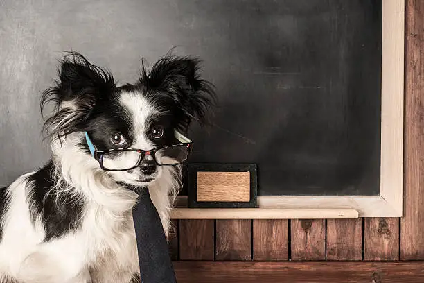 Photo of Dog as a school teacher with glasses and tie