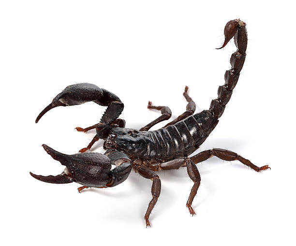istock Scorpion of a white background. 501793222
