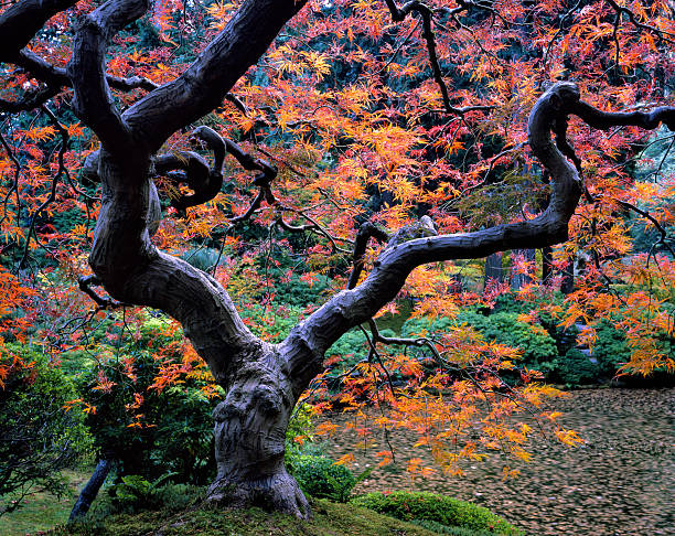 Thin Japanese Maple with gnarled limbs in Autumn A thin Japanese Maple with gnarled limbs in Autumn portland japanese garden stock pictures, royalty-free photos & images