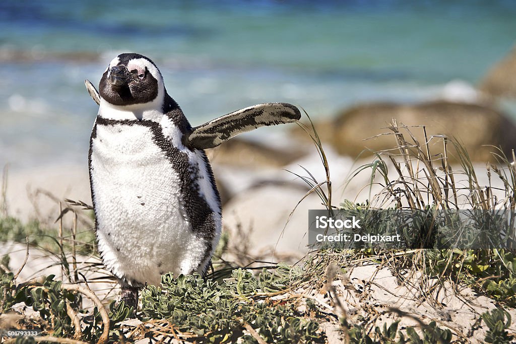 Pinguino africano, Boulders national Park, South Africa - Foto stock royalty-free di Africa