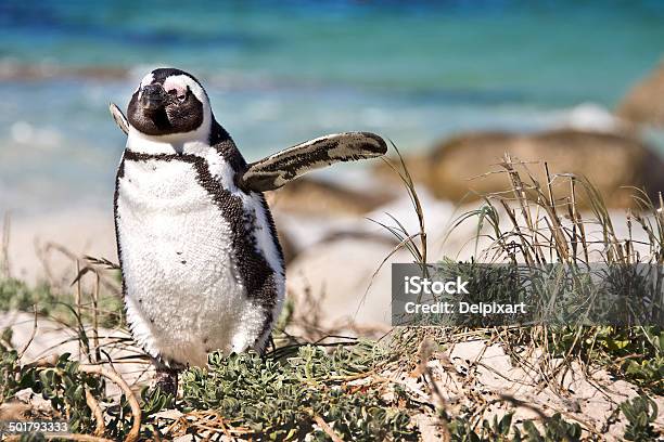 Pinguino Africano Boulders National Park South Africa - Fotografie stock e altre immagini di Africa