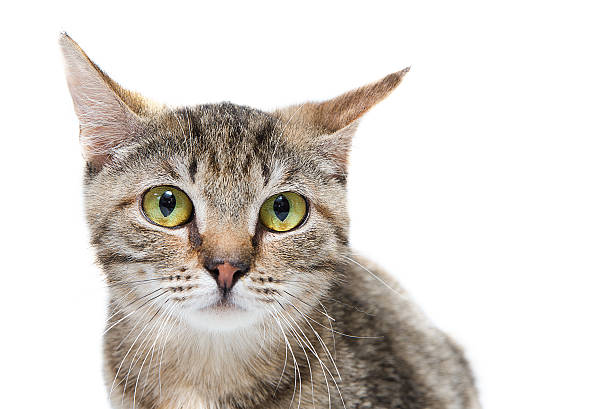 istock Cat from shelter ask care, help, food and protection. 501793527