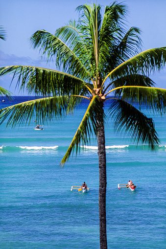 USA, Hawaii, Oahu, Honolulu, outrigger canoes in Waikiki with coconut palm.