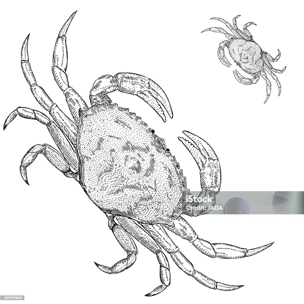 Ręcznie rysowane Krab pacyficzny - Grafika wektorowa royalty-free (Krab pacyficzny)