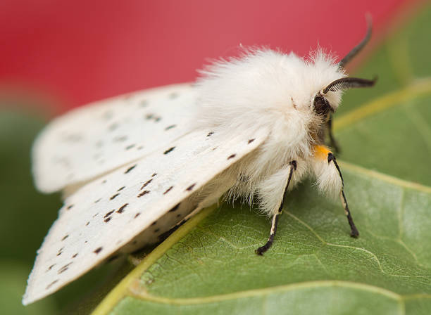 night butterfly - Spilosoma lubricipeda stock photo