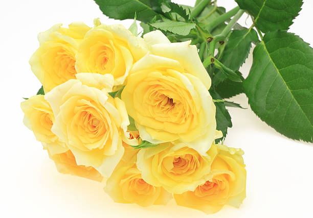 istock Bouquet of roses 501795047