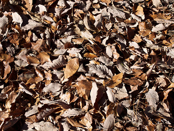 istock Fallen leaves at Akasakanomori (Saitama, Japan) 501795082