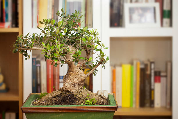 olive tree bonsai - arbol photos et images de collection