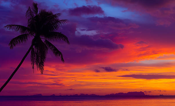 istock Sunset over the ocean with tropical palm tree 501795254