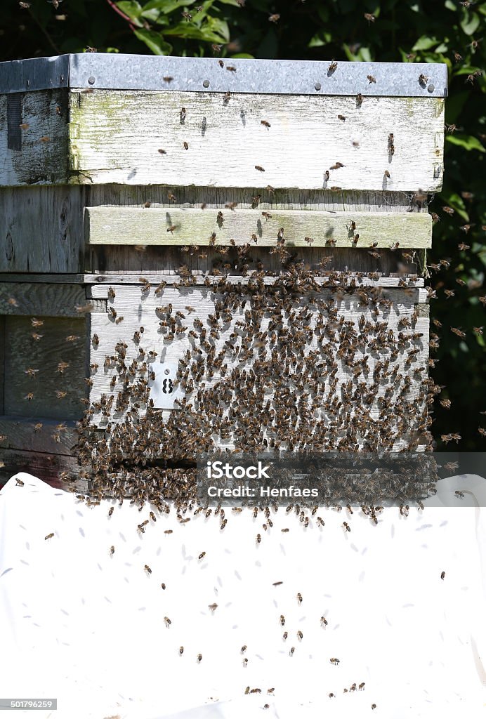 Swarm do wild abelhas mudando para um hive - Foto de stock de Abelha royalty-free