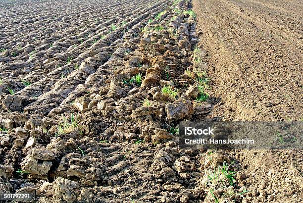 Acre Preparado Para Sementeira - Fotografias de stock e mais imagens de Acre - Acre, Agricultura, Campo lavrado