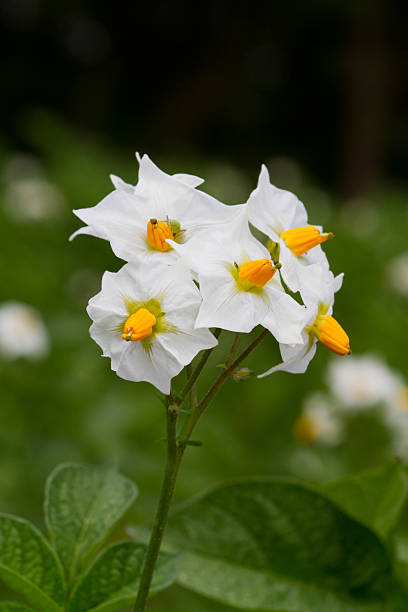 istock Flower of Potato 501797419
