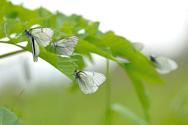 pieride del biancospino - black veined white butterfly foto e immagini stock