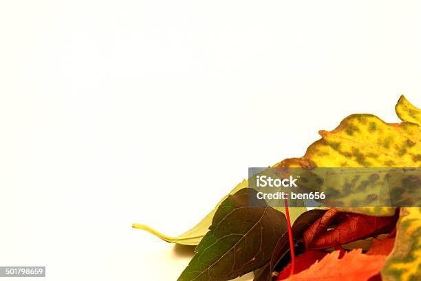 Autumne Stock Photo - Download Image Now - Autumn, Brown, Colors