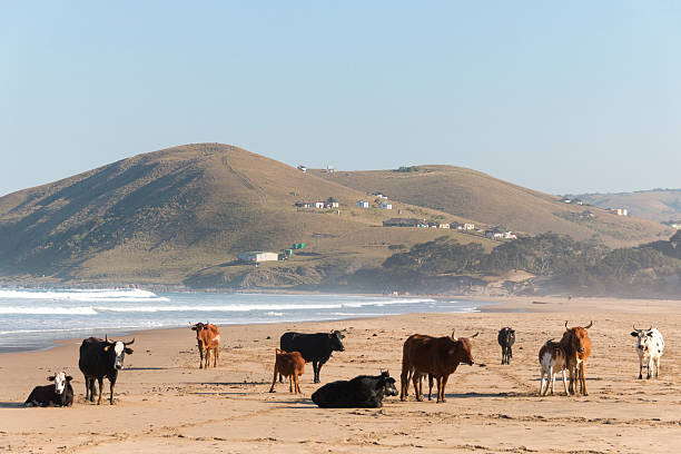 Nguni Cow At The Seaside