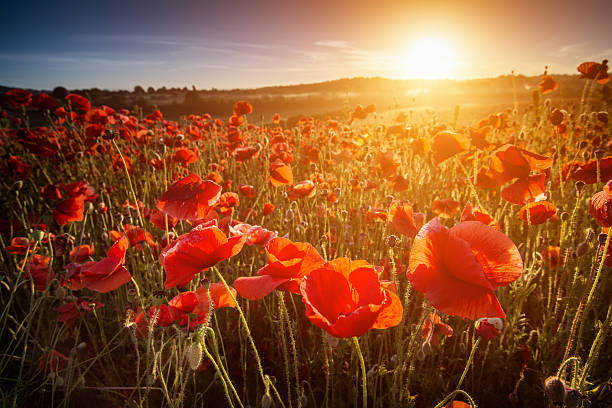 poppy point de vue - worcestershire photos et images de collection