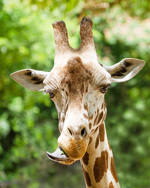 istock Portrait of giraffe (Giraffa camelopardalis) 501799001