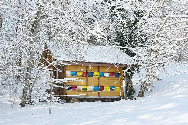 Colorful beehive in the winter in the forest
