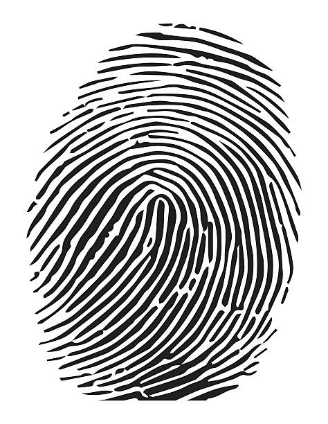 Vector of a finger print Vector of a finger print fingerprint stock illustrations
