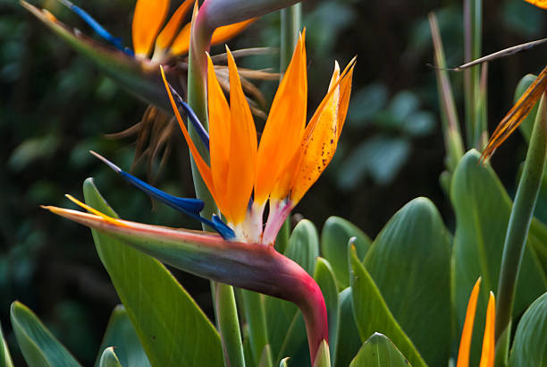 istock Bird of Paradise Flower 501800331