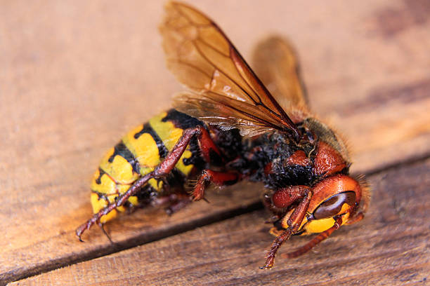 hornet closeup stock photo