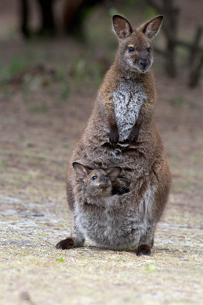 bennetts wallaby e joey. - wallaby kangaroo joey tasmania foto e immagini stock