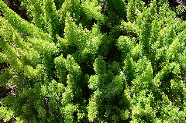 istock Close-Up Green Plant for Abstract Background 501801191