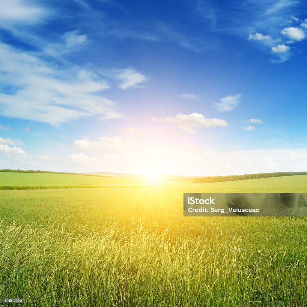 Magnifique coucher de soleil sur champ vert - Photo de Ciel libre de droits