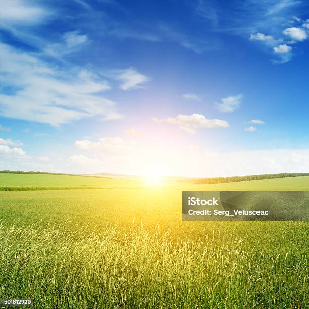 Bellissimo Tramonto Sul Campo Verde - Fotografie stock e altre immagini di Cielo - Cielo, Soleggiato, Blu